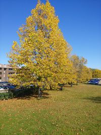 Autumn tree on field against clear blue sky