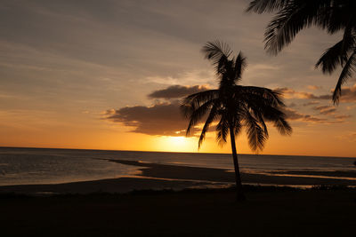 Silhouette of palm trees at sunset