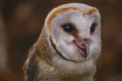 Close-up portrait of owl