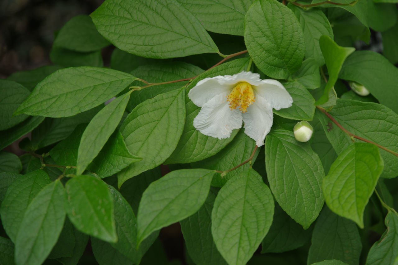 plant, leaf, plant part, flower, flowering plant, freshness, beauty in nature, growth, green, nature, close-up, fragility, white, petal, flower head, no people, inflorescence, botany, outdoors, springtime, shrub, day, blossom, produce