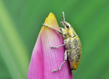 Close-up of insect on flower