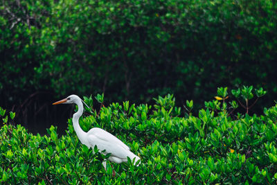 Bird on a field