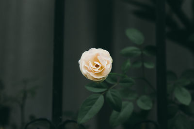 Close-up of flower against blurred background