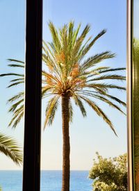 Palm tree by swimming pool against sky