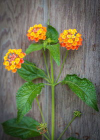 Close-up of yellow flowering plant