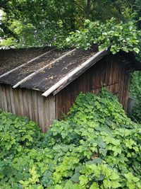 Ivy growing on house in forest