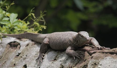 Close-up of a lizard