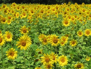 Full frame shot of yellow flowers blooming in field