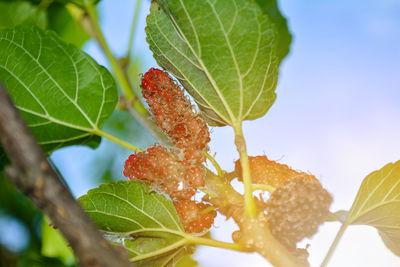 Close-up of fresh green leaves on plant