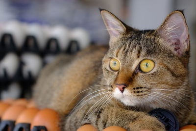 Close-up portrait of a cat