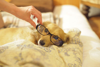 Midsection of person with dog on bed