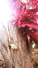 Close-up of red leaves on tree trunk