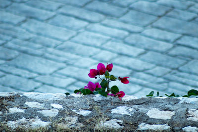 Close-up of pink flower on footpath