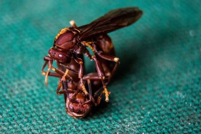 Close-up of insect