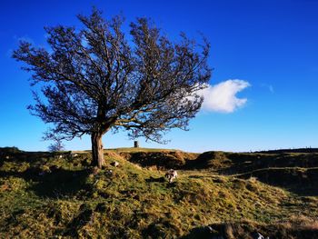 Tree on field against blue sky