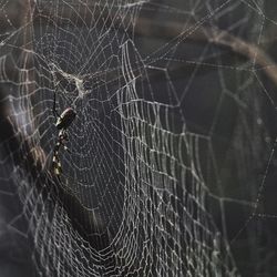 Close-up of spider on web