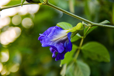 Close-up of purple flowering plant