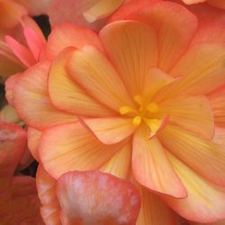 Detail shot of pink flower