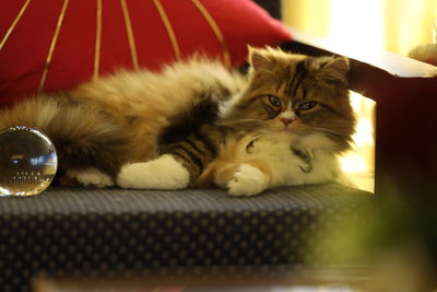 Portrait of cat relaxing at home