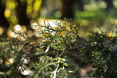 Close-up of lichen growing on tree