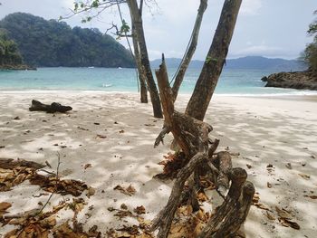 Driftwood on beach against sea