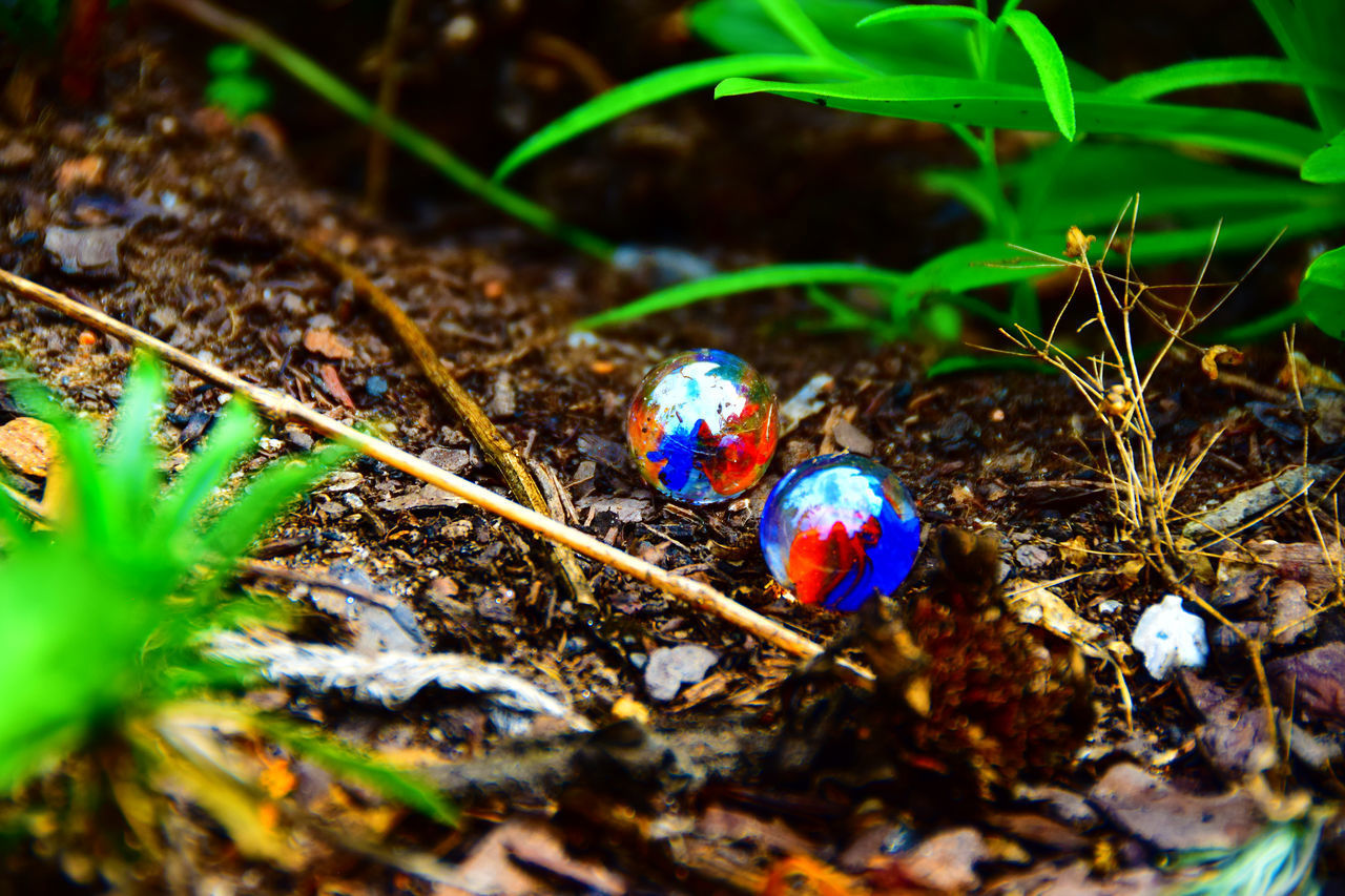 HIGH ANGLE VIEW OF SMALL PEACOCK ON PLANT