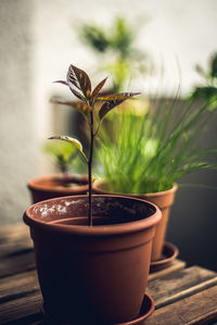 Close-up of potted plant on table