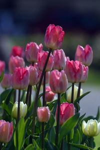 Close-up of pink flowers