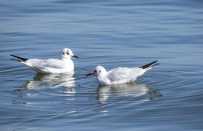 A couple of seagulls are floating on the water