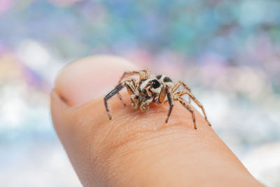 Close-up of spider on human finger