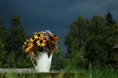 Close-up of yellow flowering plant on field