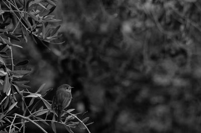 Close-up of bird perching on tree