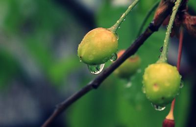 Close-up of wet plant