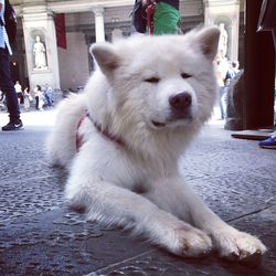 Dog on street