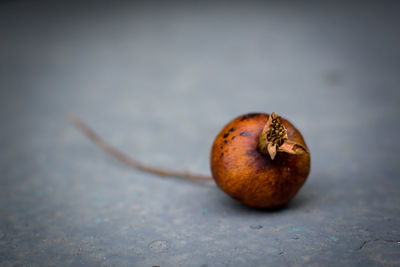 Close-up of rotten onion