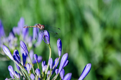 Dragonfly perched on a flower