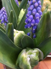 Close-up of purple flowers