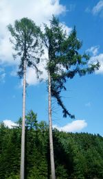 Low angle view of trees in forest against sky
