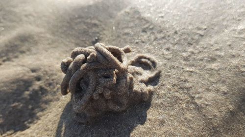 Close-up of dead animal on sand