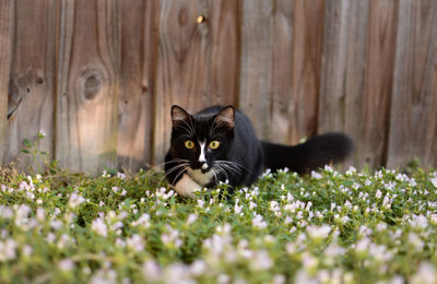 Portrait of cat on flower