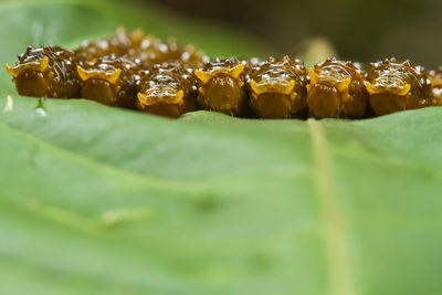 Close-up of fresh caterpillar