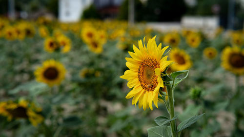 Close-up of yellow flowering plant