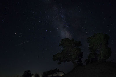 Low angle view of trees against sky at night