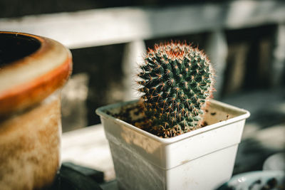 Close-up of succulent plant in pot