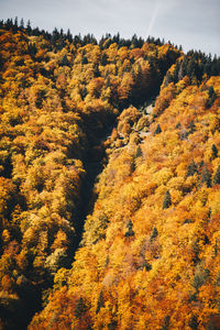 Trees in forest during autumn