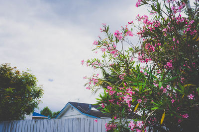 Low angle view of tree against sky