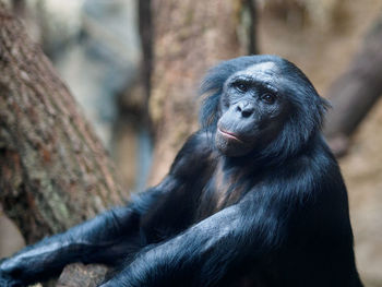Portrait of chimpanzee by tree at zoo