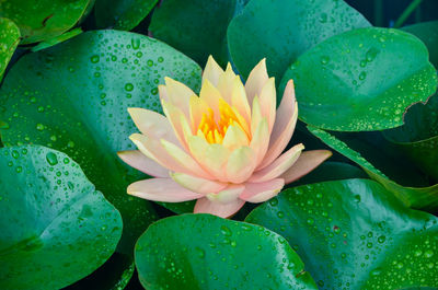 Yellow water lily on the pond, water droplet on the leave