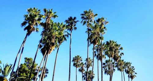 Low angle view of palm trees against clear blue sky