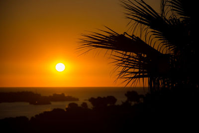 Silhouette palm tree against sea during sunset